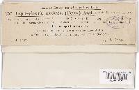 Leptosphaeria modesta image