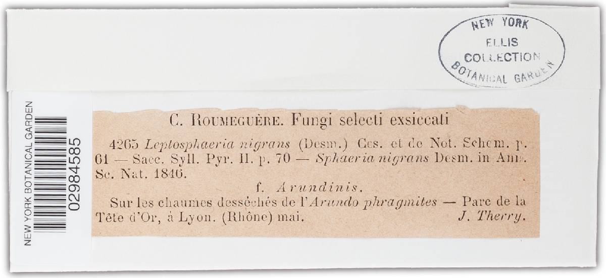 Leptosphaeria nigrans image