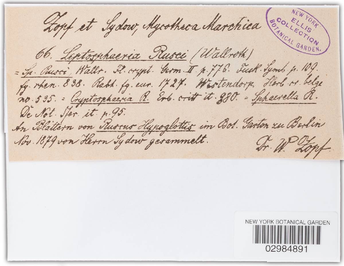 Leptosphaeria rusci image