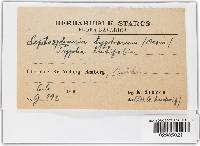 Leptosphaeria typharum image