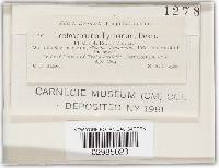 Leptosphaeria typharum image