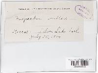 Neopeckia coulteri image