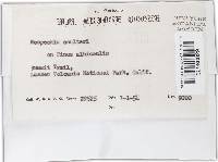 Neopeckia coulteri image