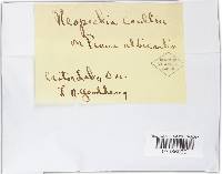 Neopeckia coulteri image