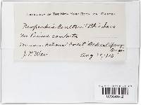 Neopeckia coulteri image