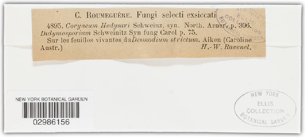 Parodiella hedysari image