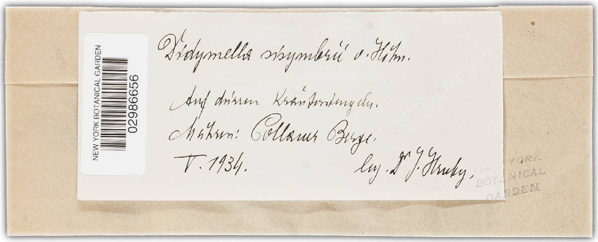 Didymella sisymbrii image