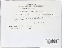 Clathrospora permunda image