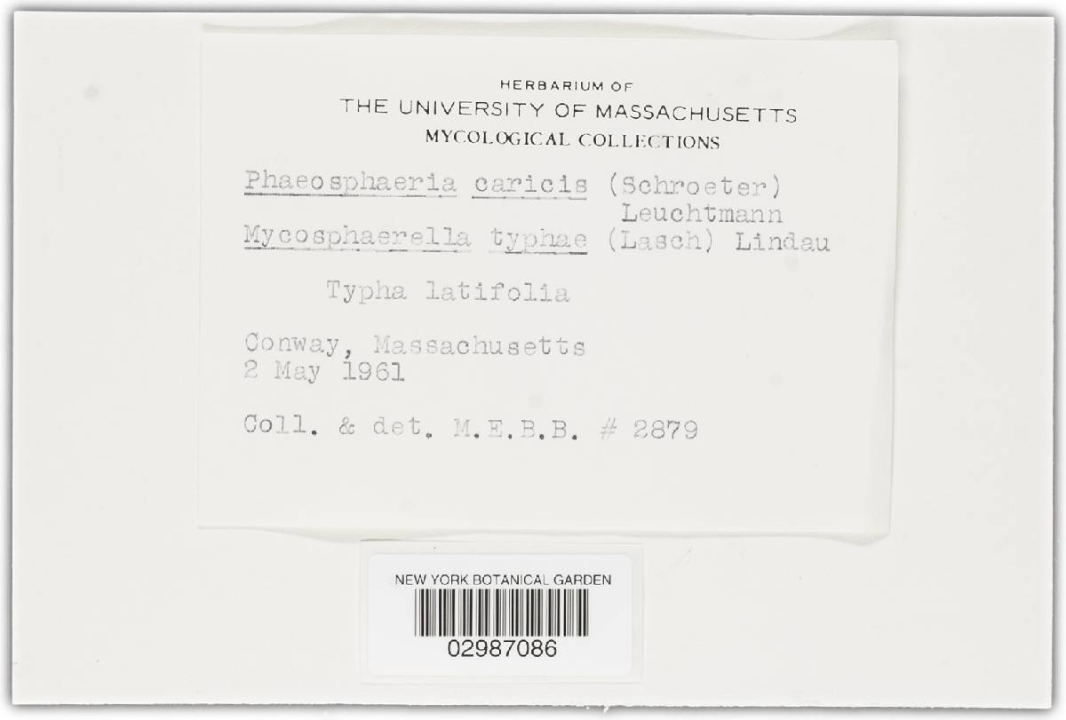 Mycosphaerella typhae image