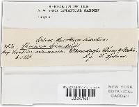 Montagnula dura image