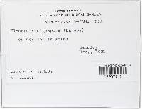 Pleospora gigaspora image