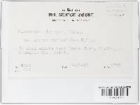 Pleospora gigaspora image