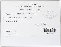 Pleospora gigaspora image