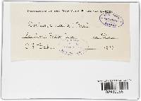 Dothiora ribesia image