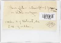 Dothiora ribesia image