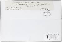 Dothiora ribesia image