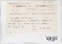 Dothiora ribesia image