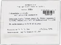 Podonectria coccicola image