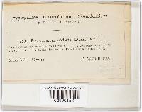 Leptosphaeria modesta image