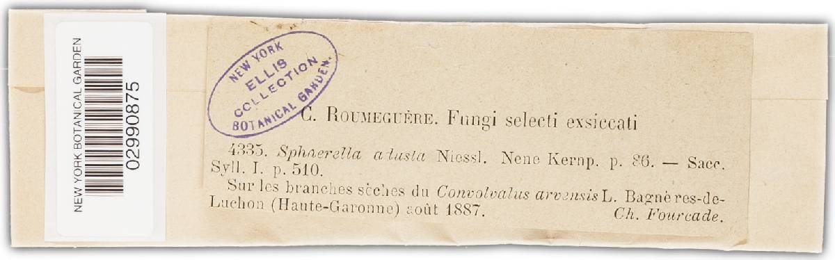 Venturia adusta image