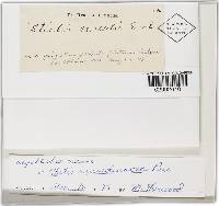 Stictis arundinacea image