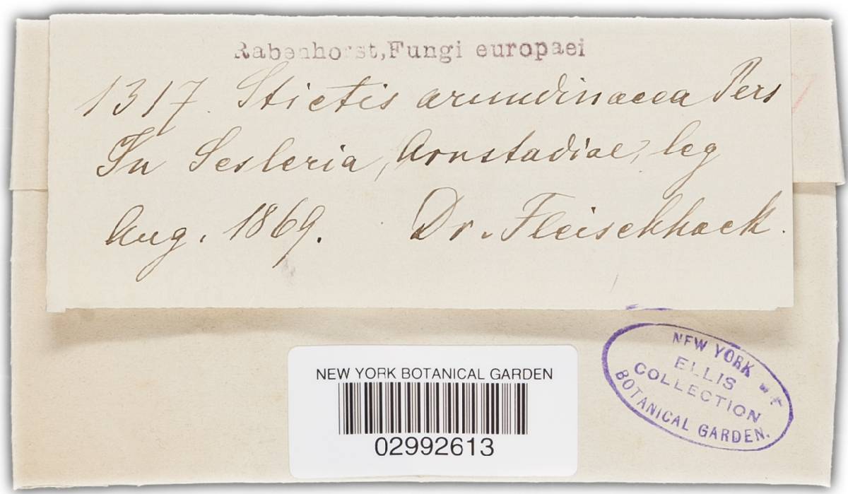 Stictis arundinacea image