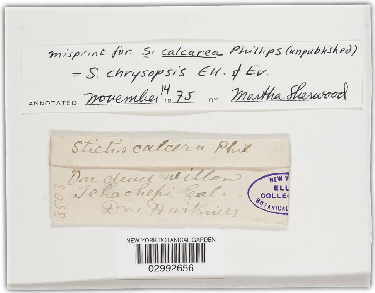 Stictis chrysopsis image