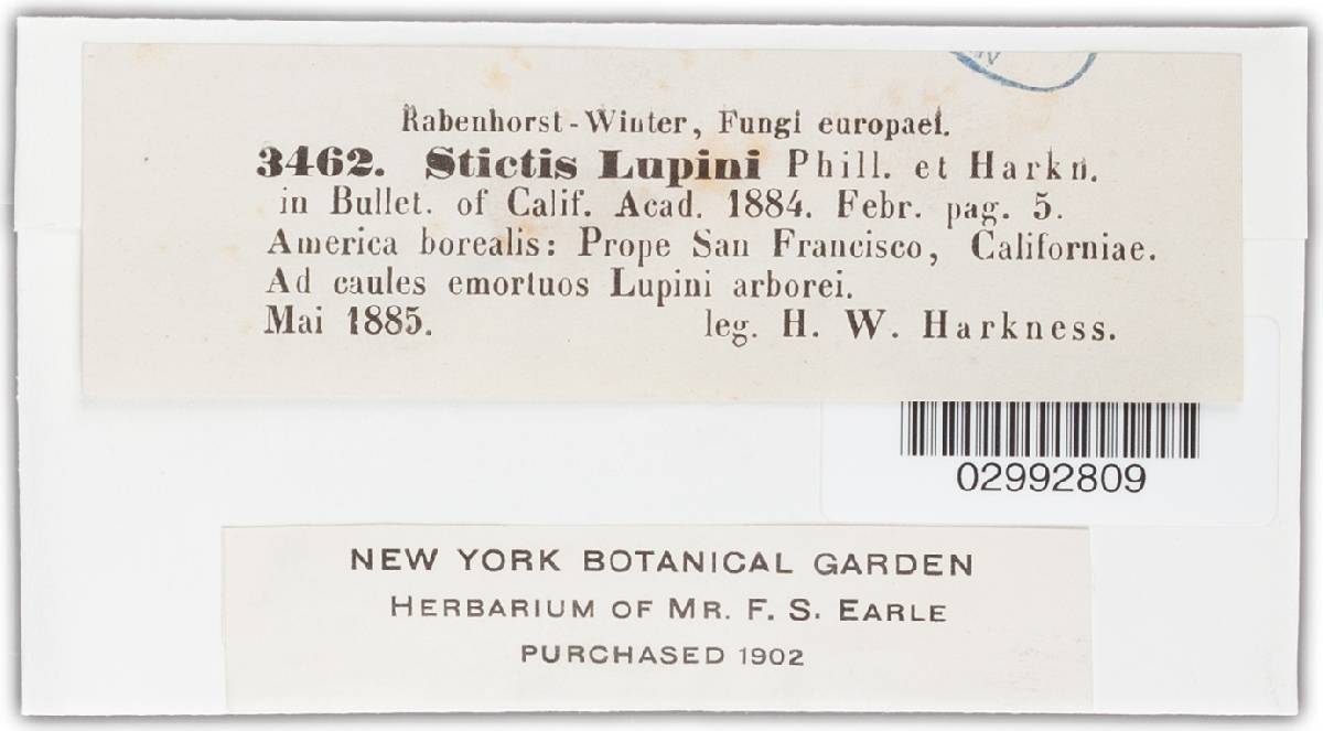 Stictis lupini image