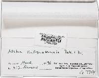 Bionectria subquaternata image