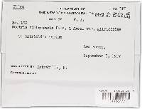 Lanatonectria flavolanata image