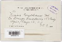 Puccinia cryptotaeniae image