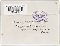 Puccinia cryptotaeniae image