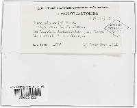 Puccinia cnici image