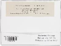 Puccinia cnici image