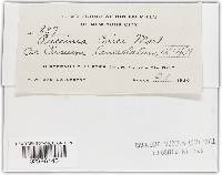 Puccinia cnici image