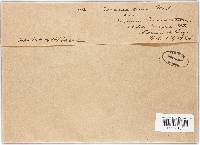 Puccinia cnici image