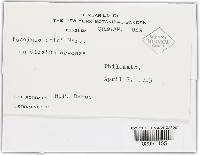 Puccinia cnici image