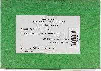 Bondarzewia berkeleyi image