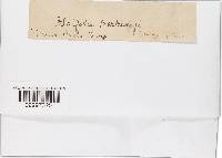 Bondarzewia berkeleyi image