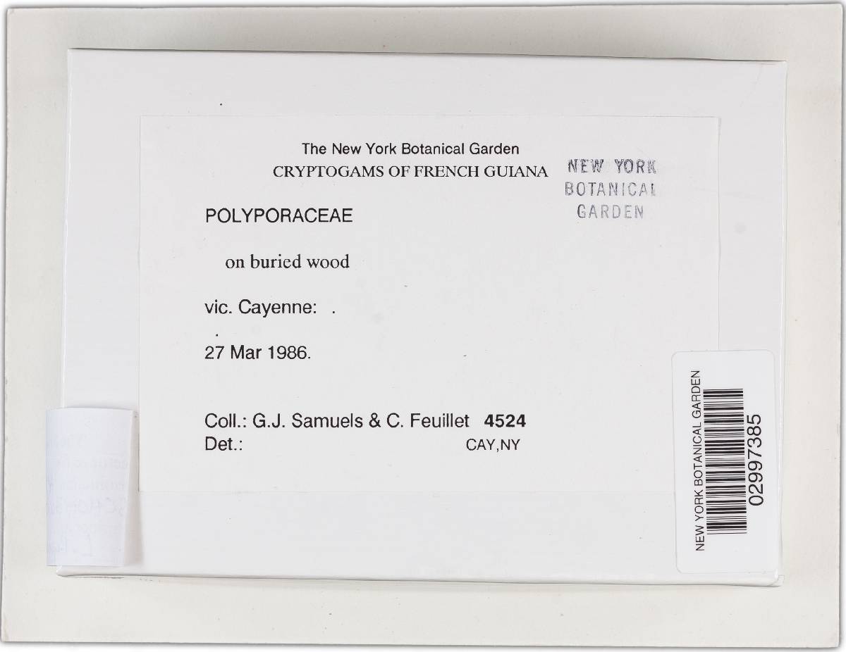 Amauroderma schomburgkii image