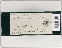 Coltricia perennis image