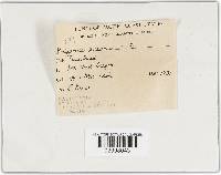 Coltricia perennis image