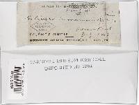 Coltricia cinnamomea image