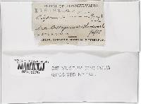 Coltricia cinnamomea image