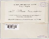 Coltricia cinnamomea image