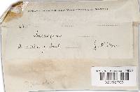 Fomitiporia punctata image