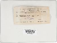 Phellinus gilvus image