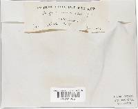 Phellinus gilvus image