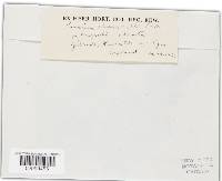 Puccinia chaerophylli image