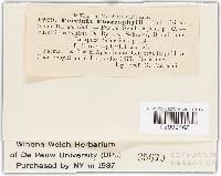 Puccinia chaerophylli image